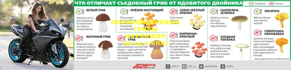 прущие грибы Алексин
